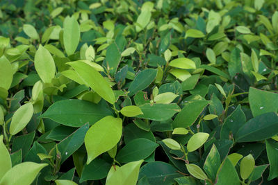 Full frame shot of leaves