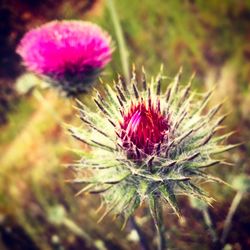 Close-up of thistle blooming outdoors