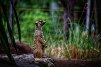 Squirrel sitting on rock