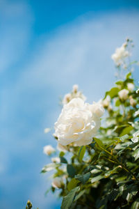 Close-up of white flowers blooming against sky