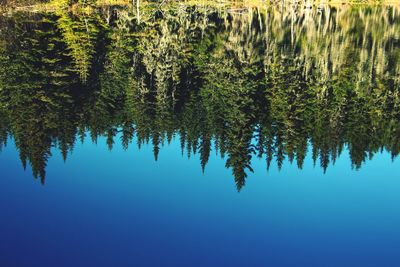 Reflection of trees in lake against blue sky