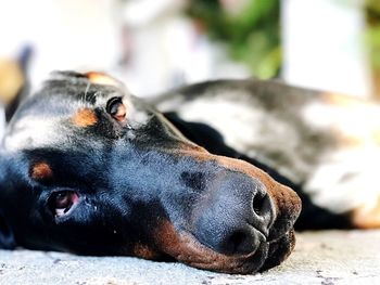 Close-up portrait of dog relaxing outdoors