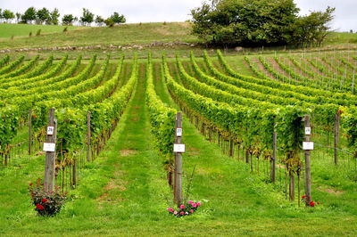 Scenic view of agricultural field