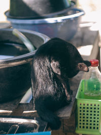 Close-up of a horse drinking glass