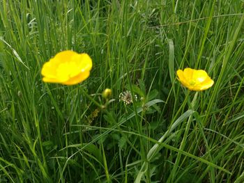 Yellow flowers blooming on field