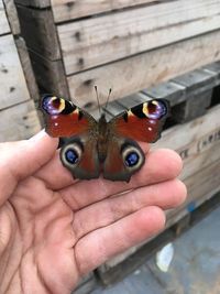 Close-up of butterfly on hand