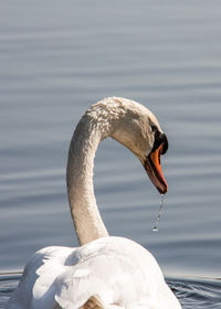 Close-up of swan in lake