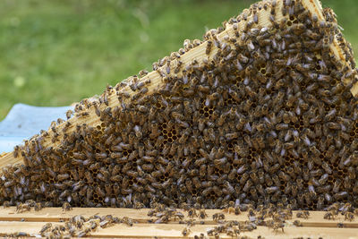 Close-up of honey bees on beehive
