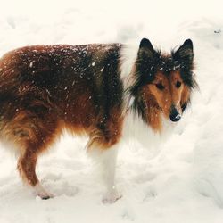 Dog on snow field