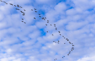 Low angle view of birds flying in sky