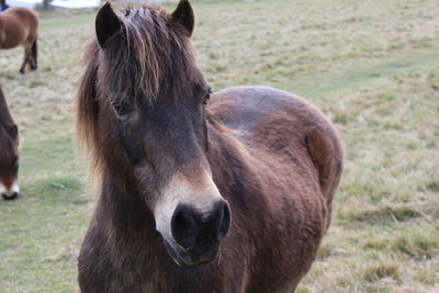 Close-up of horse on field