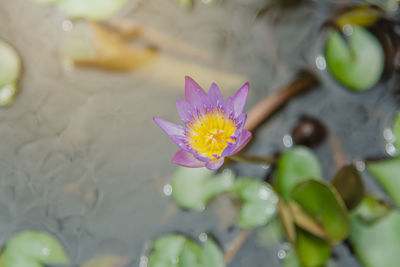 Close-up of lotus water lily in pond