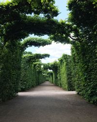 Road amidst trees against sky