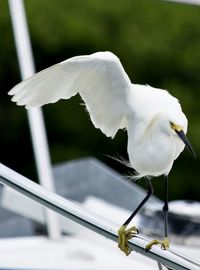 Close-up of seagull perching on railing