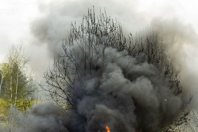 Trees are burning. fire in nature. burning garbage dump. damage to environment. 