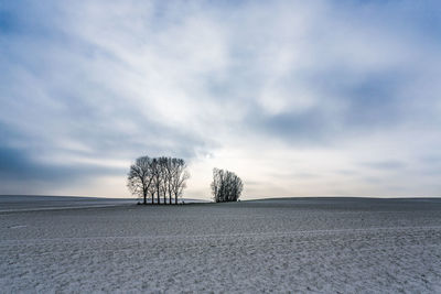 Bare trees on snow covered landscape against sky