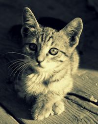 Close-up portrait of tabby cat