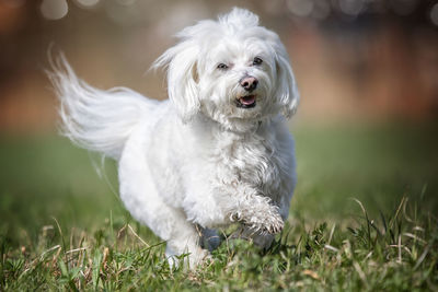 Close-up of dog on field