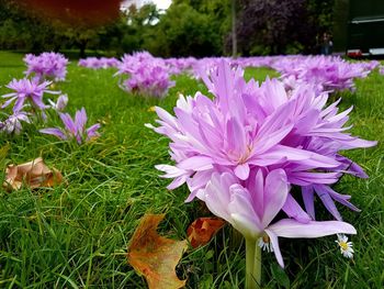 Close-up of purple crocus flowers
