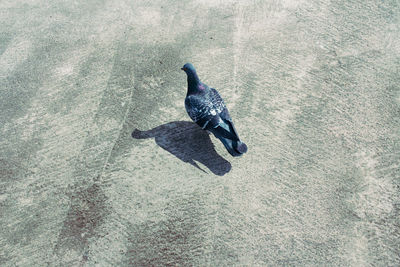 High angle view of bird on shadow