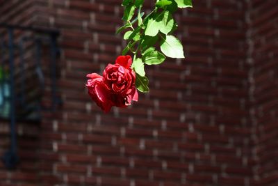 Close-up of red rose on wall