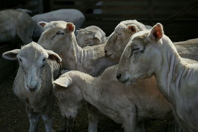 Close-up of goat