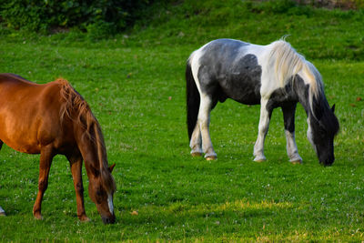 Horses grazing in a field