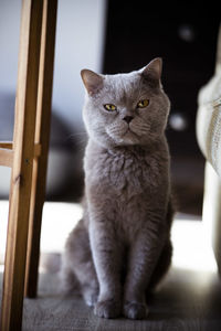 Close-up of cat sitting by window at home