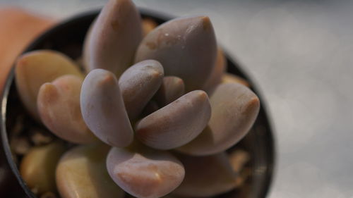 Close-up of white flowers in bowl