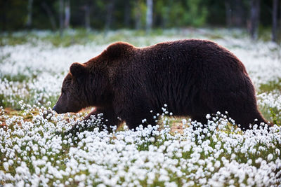 Side view of bear on field