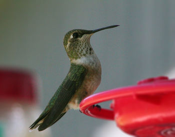 Close-up of a bird flying