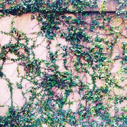 Close-up of ivy on plant