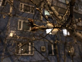 Low angle view of a bird on branch