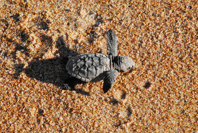 Close-up of a turtle on sand