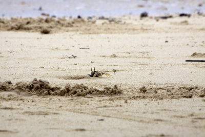 Scenic view of beach