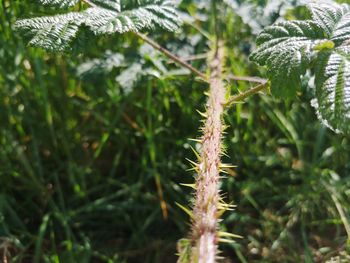 Close-up of fresh green plant