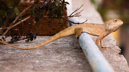 Close-up of lizard on rock