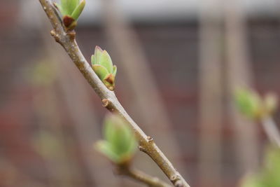 Close-up of lizard on twig