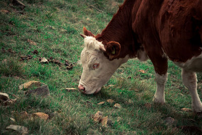 A brown and white cow eating grass on a green field