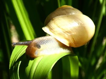 Close-up of snail on plant