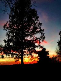 Silhouette of trees at sunset