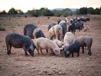 Herd of sheep on field