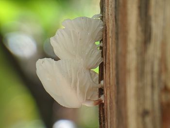 Close-up of white flowering plant