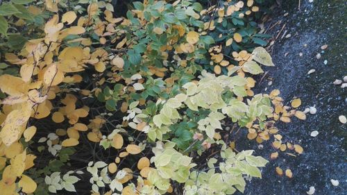 High angle view of leaves growing on plant
