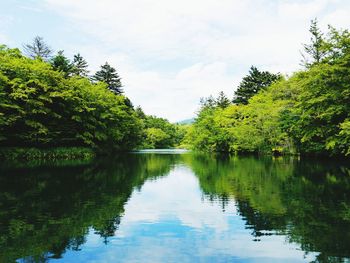 Reflection of trees in water