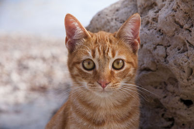 Close-up portrait of ginger cat