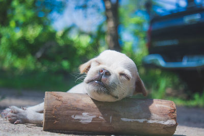 Close-up of a dog on wood