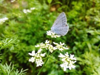 Close-up of insect on plant