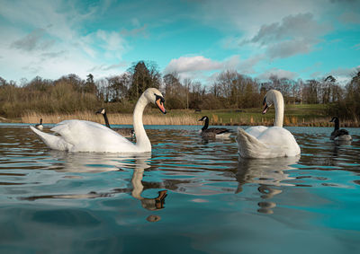 Swans swimming in lake against sky