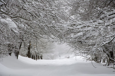 Snow covered land and bare trees